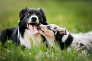 Curso Cão Bem Resolvido é bom e vale a pena