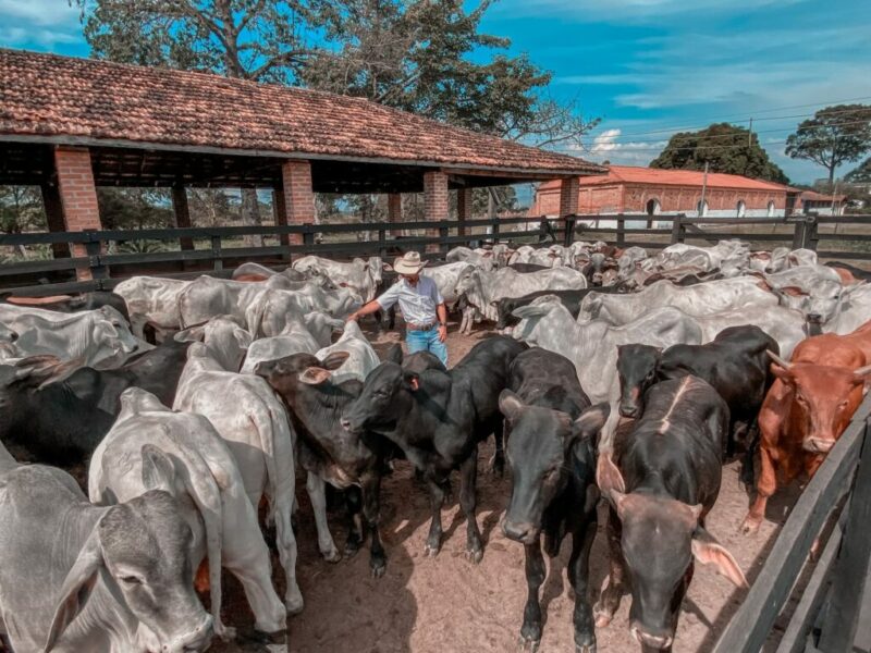 Curso Recria Intensiva reclame aqui é confiável